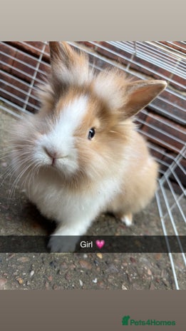 Lionhead rabbits - Advert 1