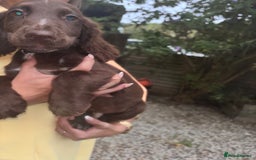 Sprocker dogs for sale: Beautiful Show Type Sprocker Spaniel Puppy’s  - Image 3