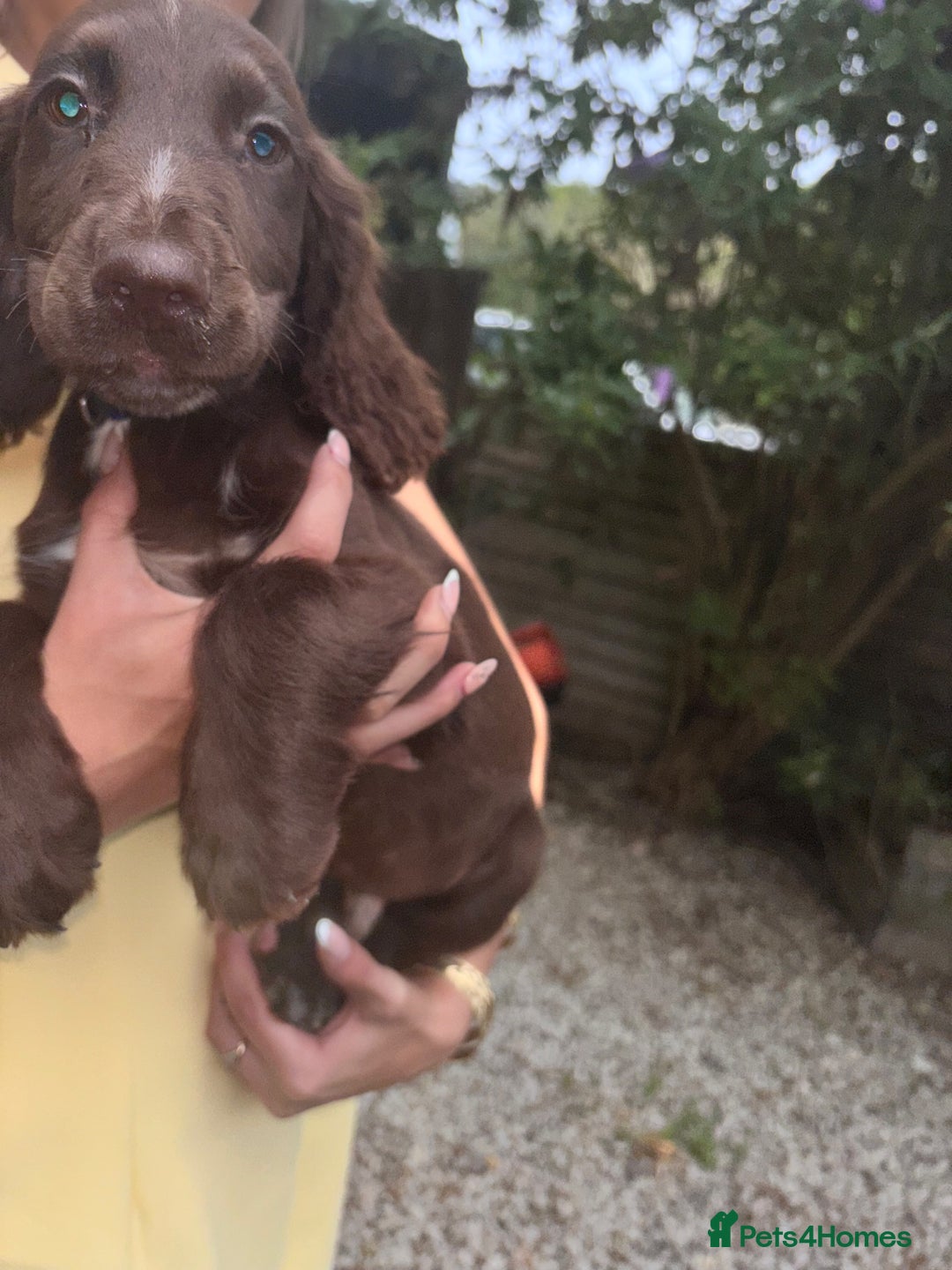 Sprocker dogs for sale: Beautiful Show Type Sprocker Spaniel Puppy’s  - Image 3