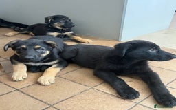 German Shepherd dogs for sale: REDUCE PRICE  - Image 2