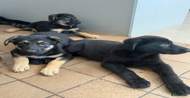 German Shepherd dogs - Advert 1