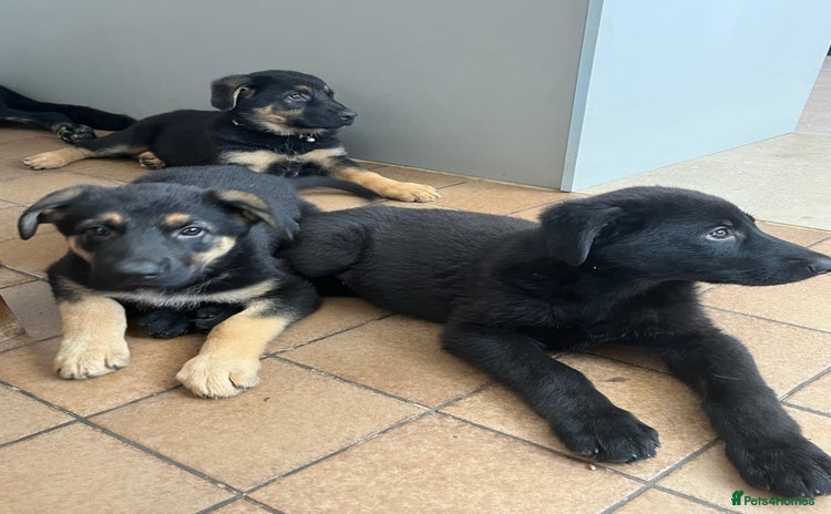 German Shepherd dogs - Advert 1
