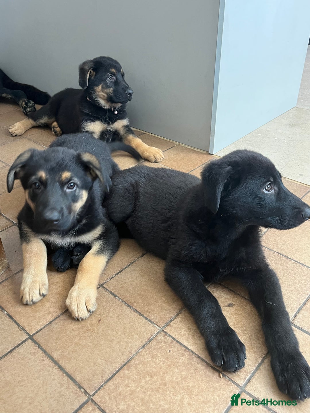 German Shepherd dogs for sale: REDUCE PRICE  - Image 2