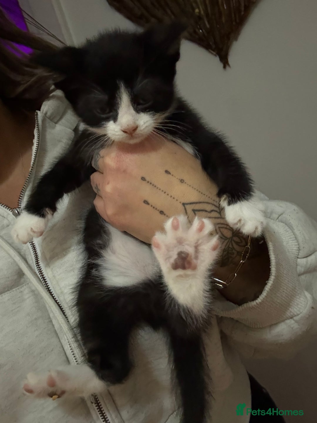 Mixed Breed cats for sale: 3 kittens for Sale  - Advert 3