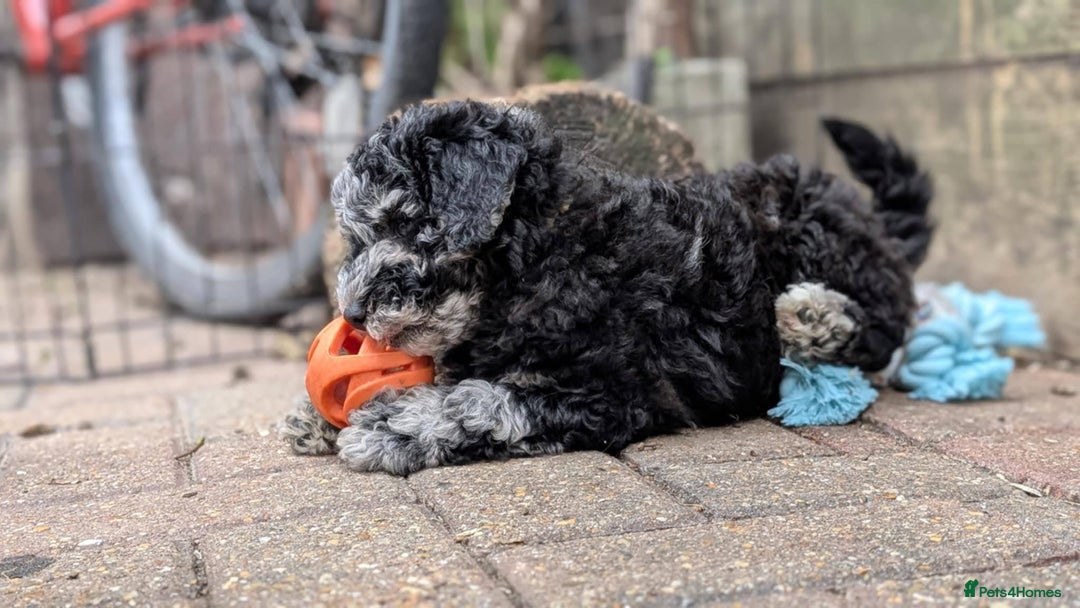 Poochon dogs for sale: Poochon pups ready now Rare colours - Image 32