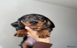 Miniature Dachshund dogs for sale: READY NOW !! mini dachshund pups  - Image 4