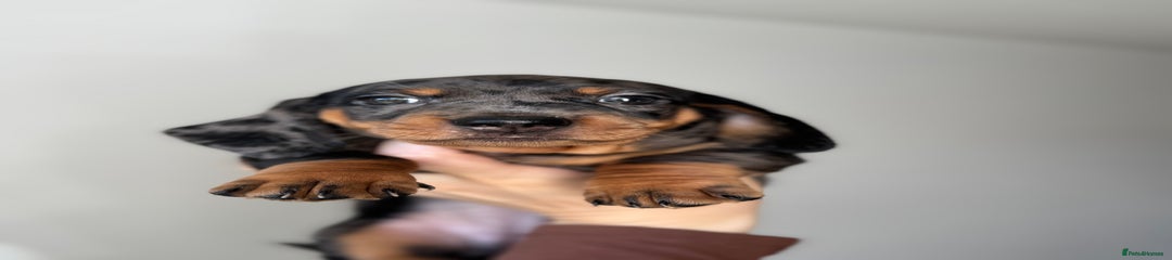 Silver dapple pup 4 