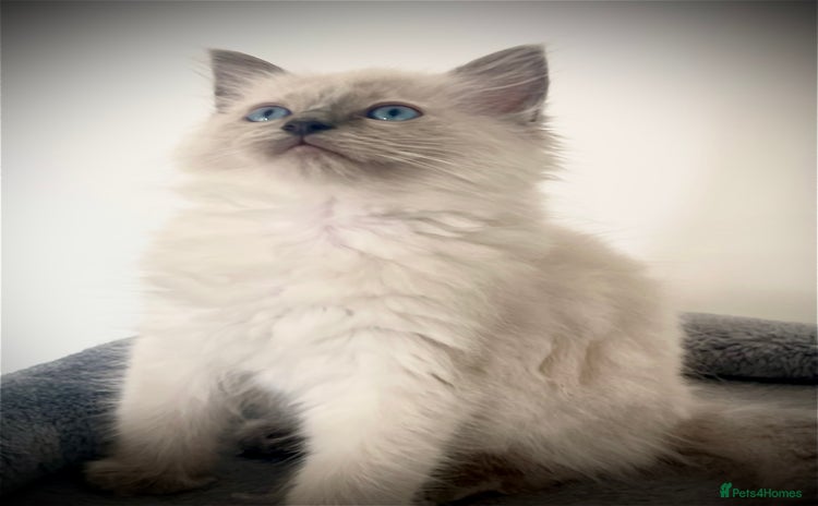 Ragdoll cats - Advert 1