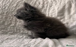 Maine Coon cats for sale: GORGEOUS MAINE COON KITTENS - Image 18