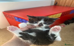 Maine Coon cats for sale: MaineCoon Cross Kittens - Image 8