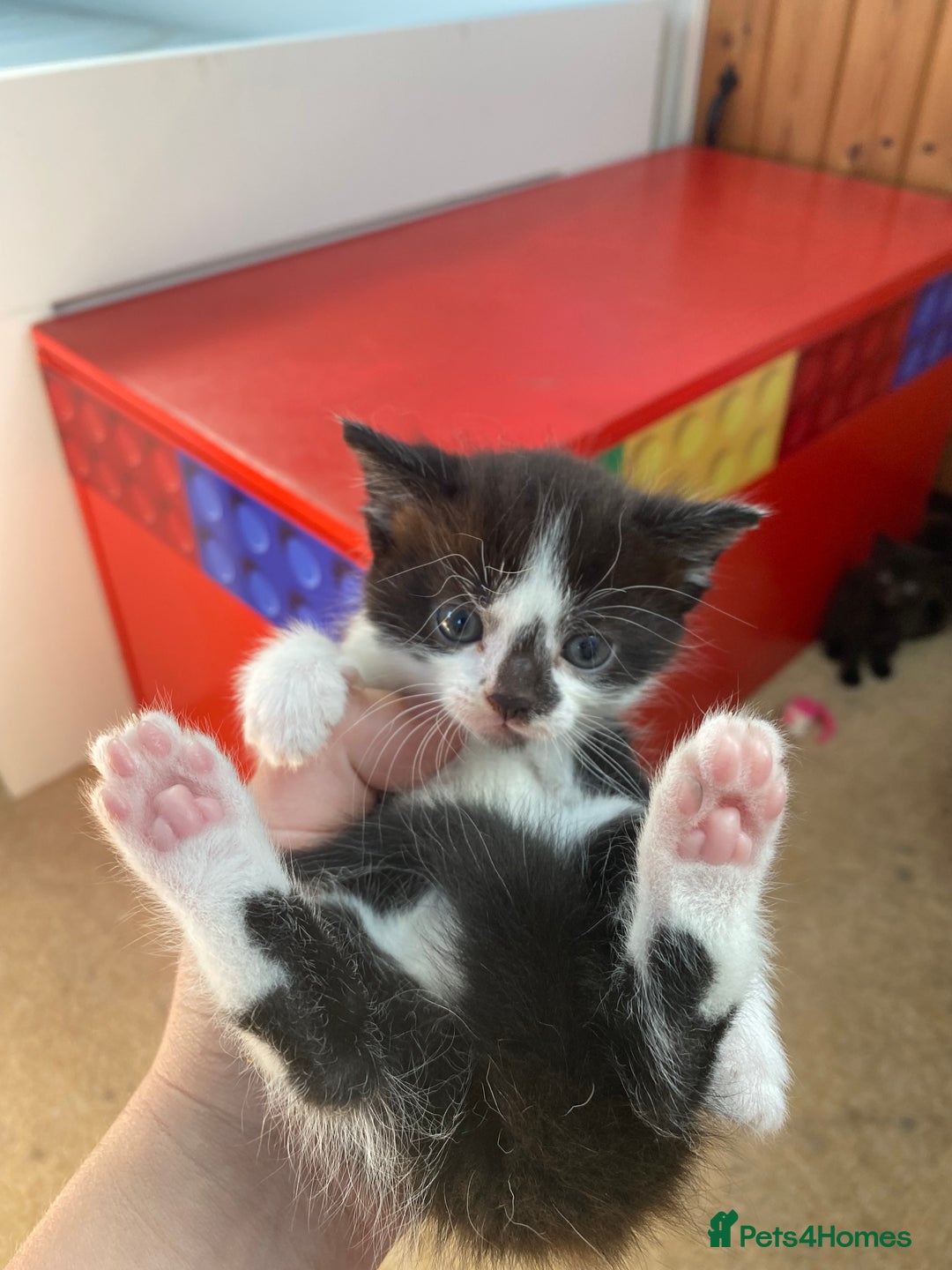 Maine Coon cats for sale: MaineCoon Cross Kittens - Image 8