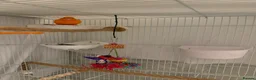 Canaries birds for sale: Pair of canaries red factor.  - Advert 3