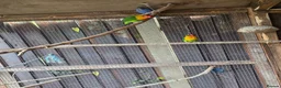 Mixed Breed birds for sale: Parrots for sale in Dagenham - Advert 2
