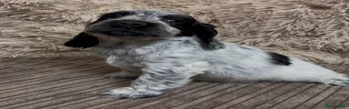 Cocker Spaniel 3