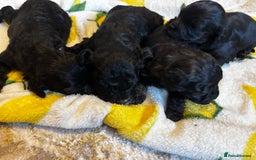 Cavapoochon dogs for sale: 🐶Exceptional cavapoochon pup's🐶 - Advert 12