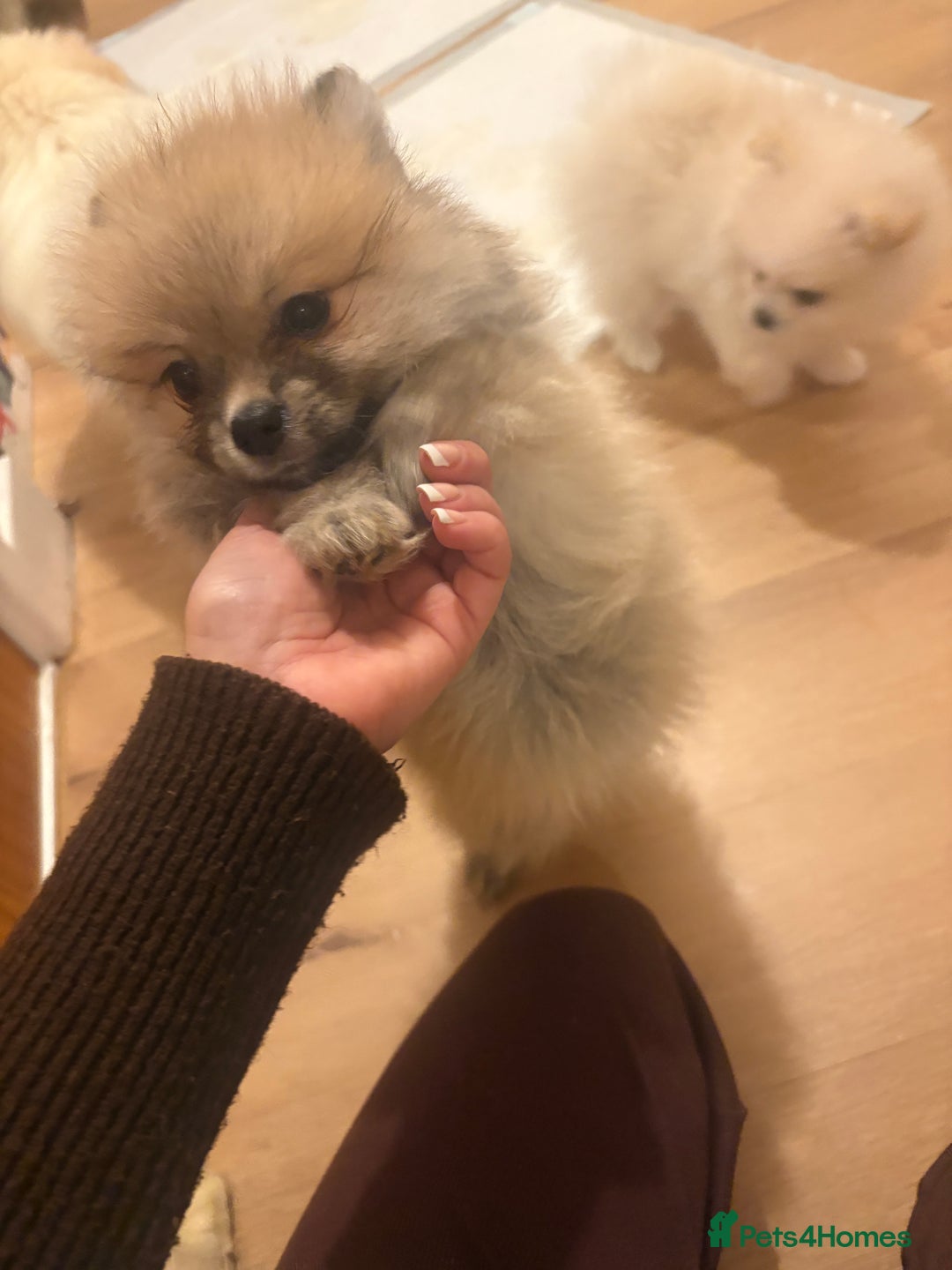 Pomeranian dogs for sale: Ready now***tiny teddy faced Pomeranian baby’s.  - Advert 24