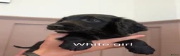 Sprocker dogs for sale: Last sprocker puppy, ready for new home now. - Advert 2
