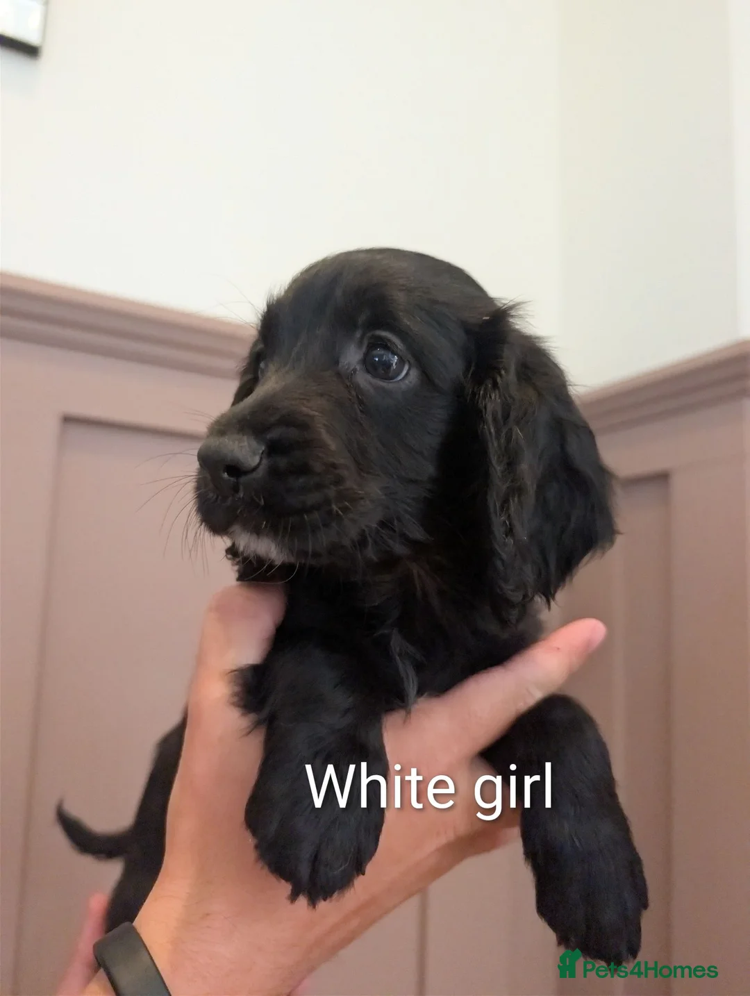 Sprocker dogs for sale: Last sprocker puppy, ready for new home now. - Advert 2
