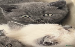British Shorthair cats for sale: Gorgeous British shorthaired kittens - Image 13