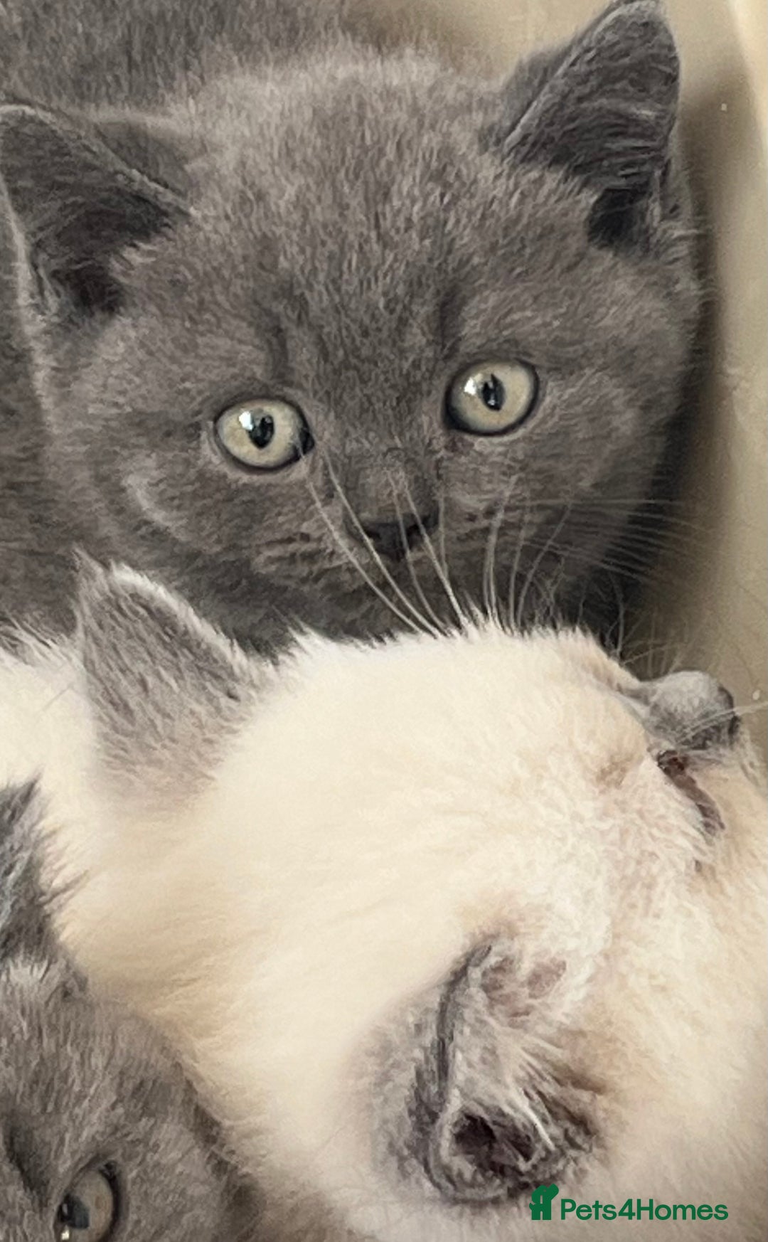 British Shorthair cats for sale: Gorgeous British shorthaired kittens - Image 13