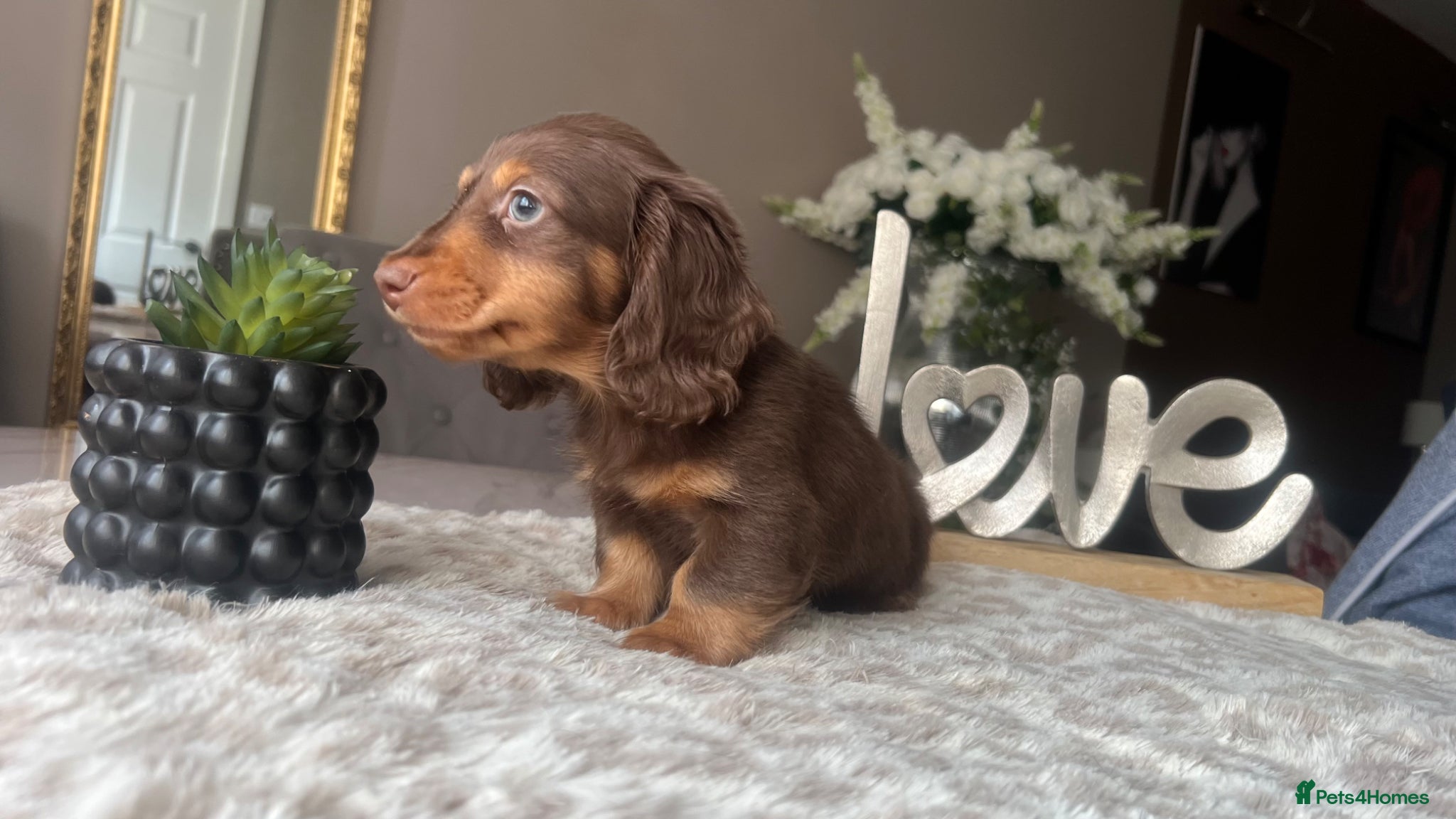 Miniature Dachshund dogs 🐾 Stunning Chocolate Cream Mini Longhair Boys ✨🐶 - Advert 8