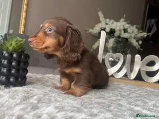 Miniature Dachshund dogs 🐾 Stunning Chocolate Cream Mini Longhair Boys ✨🐶 - Advert 8
