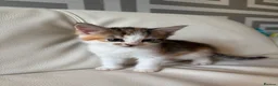 Mixed Breed cats for sale: 4 beautiful kittens  - Advert 12