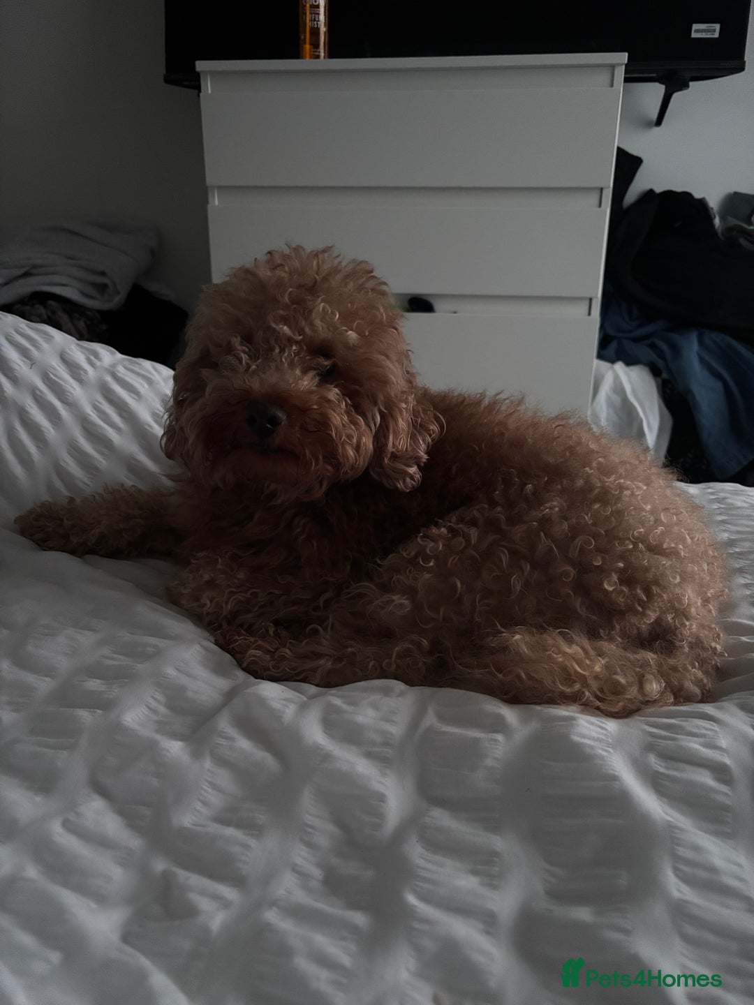 Miniature Poodle dogs for stud: Mr bean miniature poodle stud  in Swansea - Advert 8