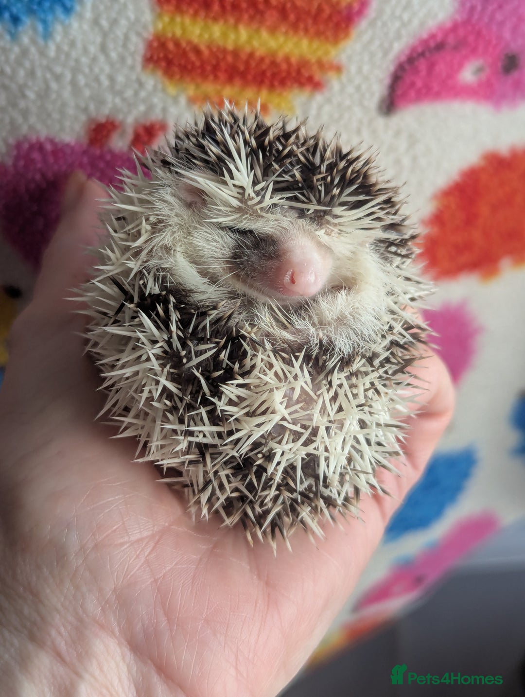 Pygmy Hedgehog rodents for sale: Gorgeous Baby Hoglets/ Ready to Reserve!!! - Advert 5