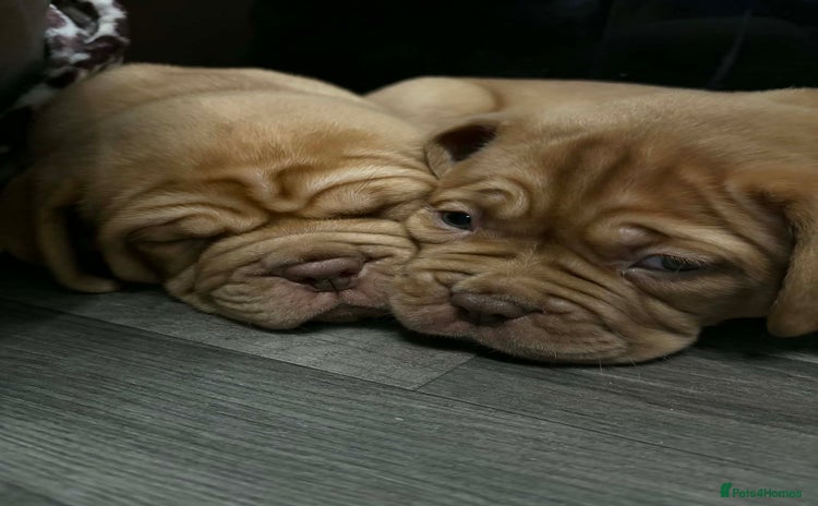 Dogue De Bordeaux dogs READY TO VIEW!! Stunning Dogue De Bordeaux Puppies - Advert 8