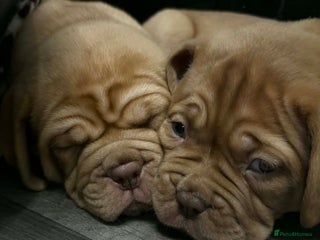 Dogue De Bordeaux dogs READY TO VIEW!! Stunning Dogue De Bordeaux Puppies - Advert 8
