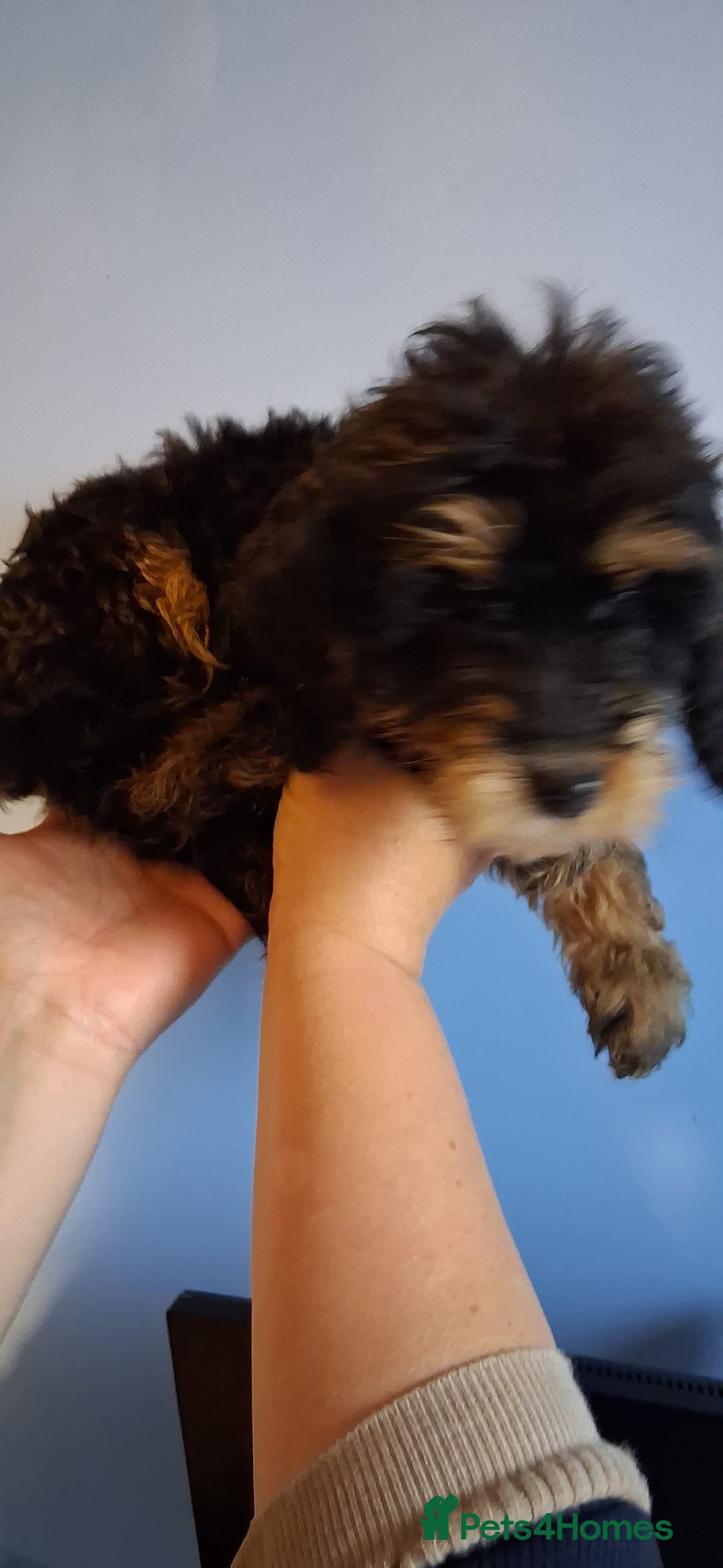 Cockapoo dogs for sale: Miniature heath tested cockapoos - Image 7