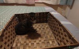 Mixed Breed cats for sale: 6 Gorgeous Kittens Looking for Forever Homes  - Image 27