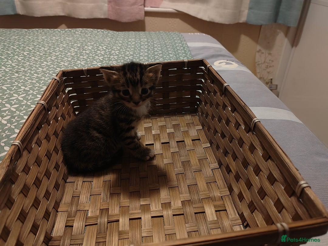 Mixed Breed cats for sale: 6 Gorgeous Kittens Looking for Forever Homes  - Image 27