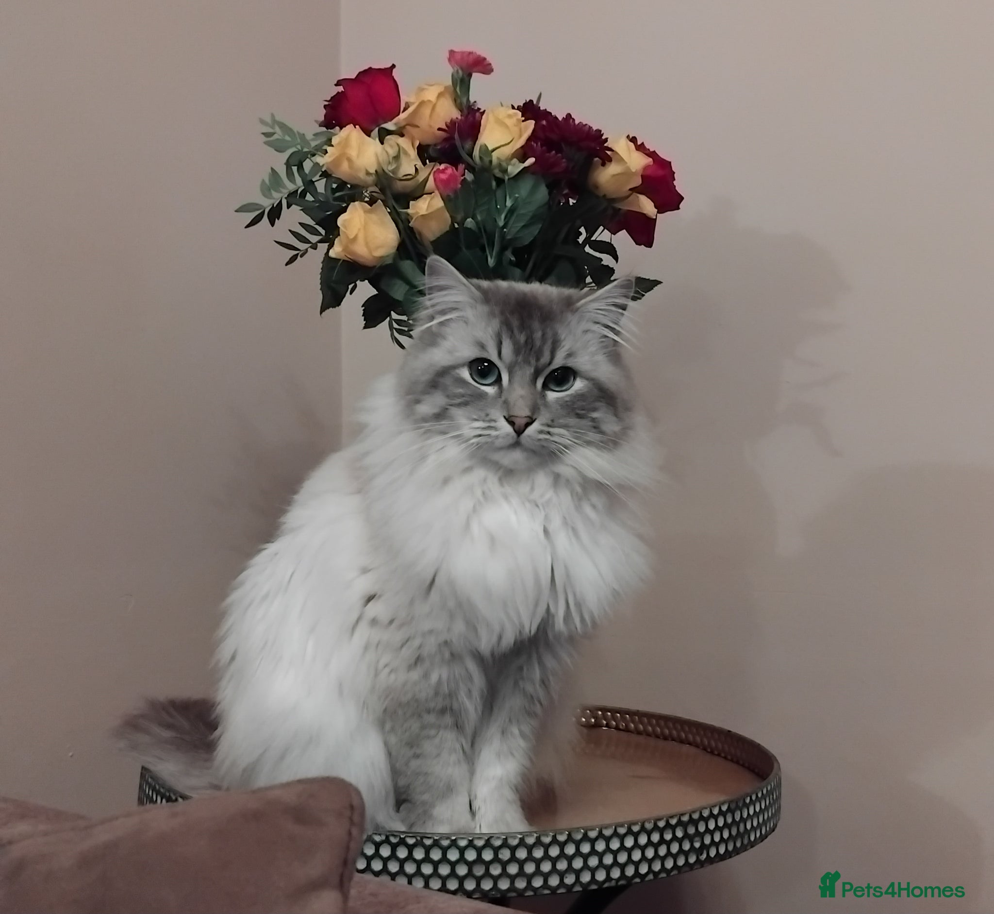 Ragdoll cats for stud: Beautiful 3 year old Ragdoll for stud  - Advert 1