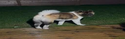 Akita dogs for sale: American Akita Rehoming him - Advert 2