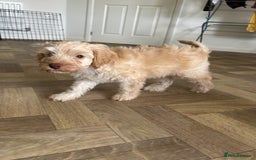Cockapoo dogs for sale: 4 girls and 1 boy beautiful cockapoo - Image 6