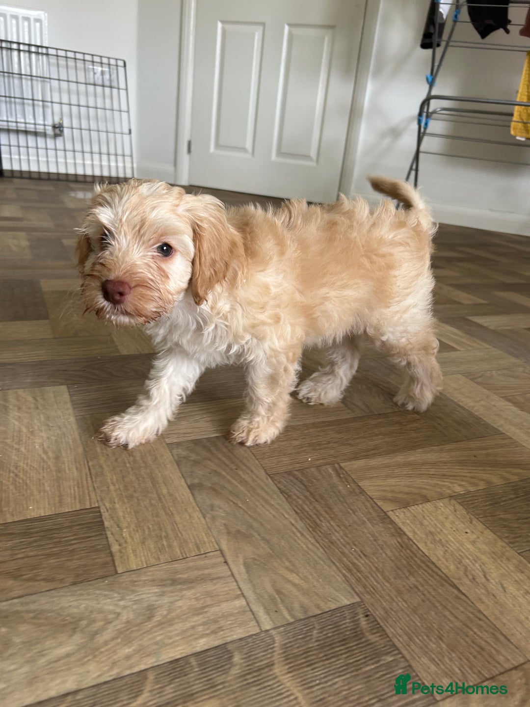 Cockapoo dogs for sale: 4 girls and 1 boy beautiful cockapoo - Image 6