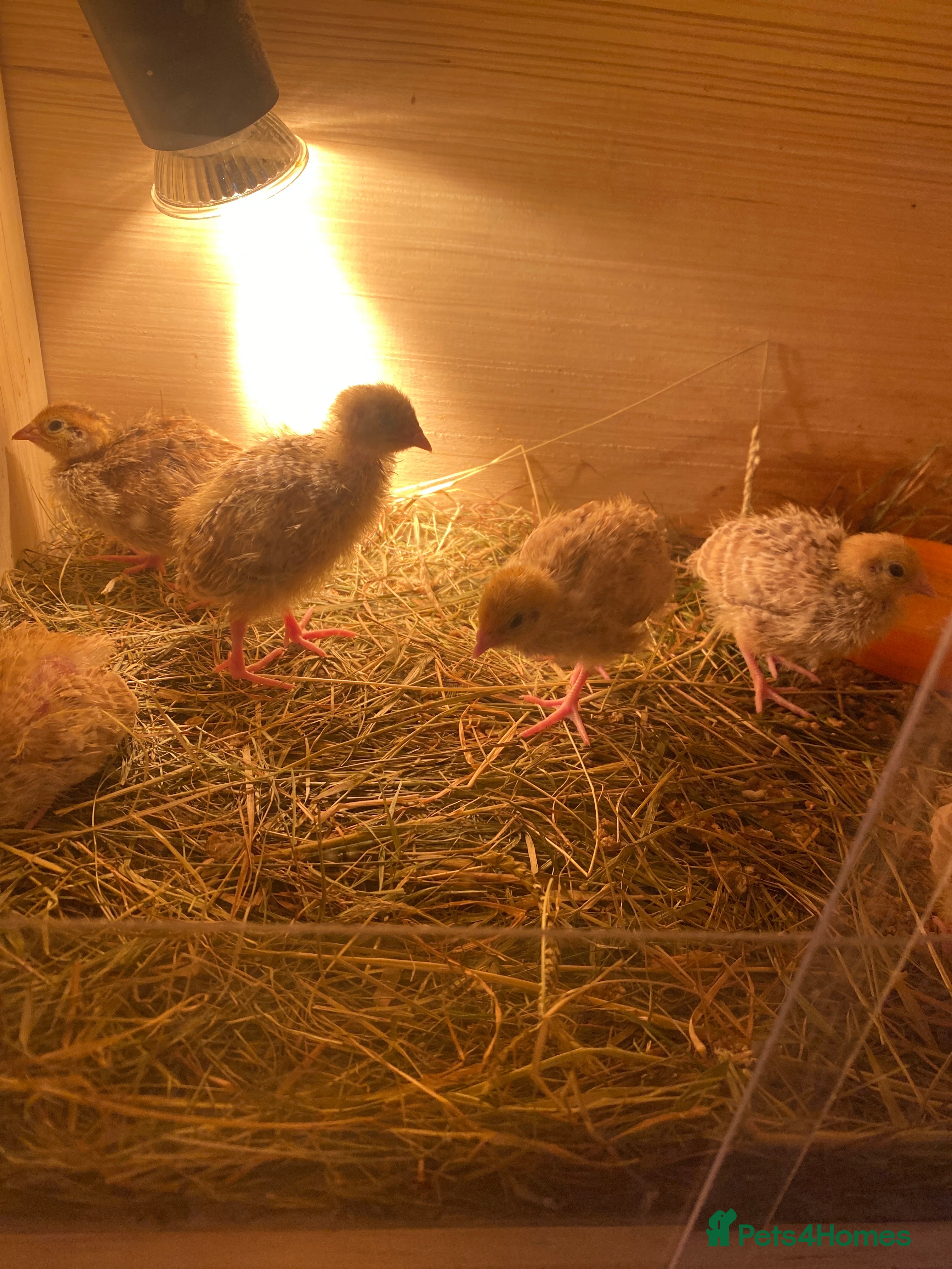 Quail poultry Baby Quail male and female ( coturnix) - Advert 3
