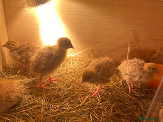 Quail poultry Baby Quail male and female ( coturnix) - Advert 4