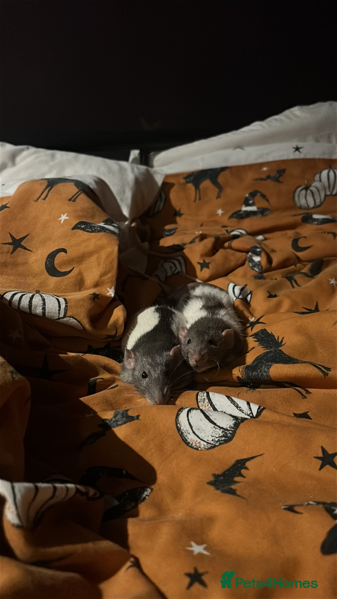 Rat rodents for sale: Dumbo Female Rats - Image 1