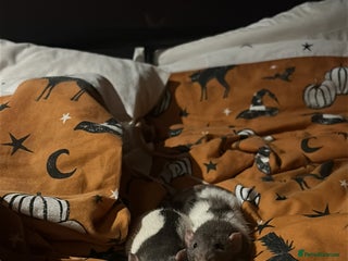 Rat rodents - Advert 7