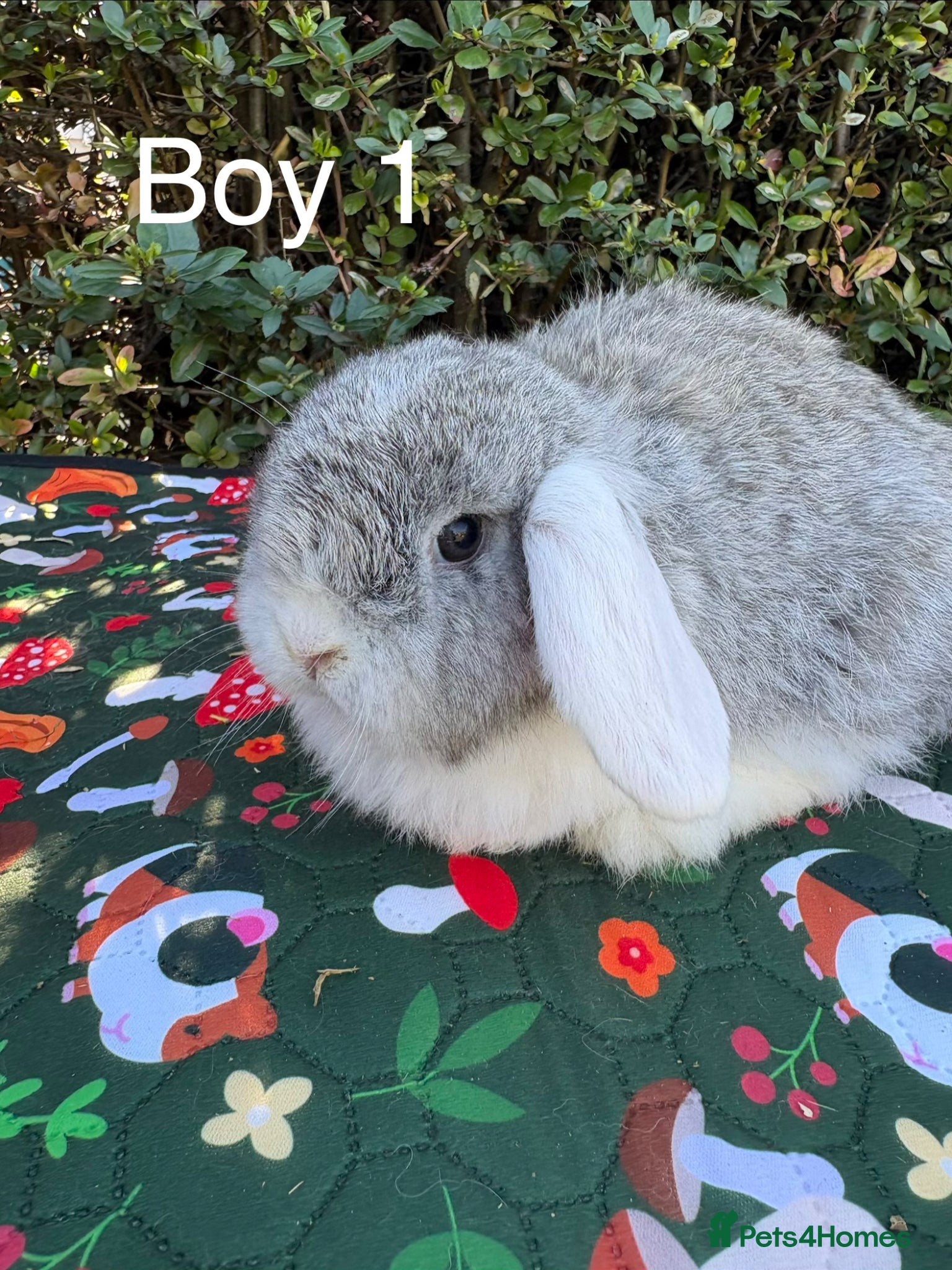 Mini Lop rabbits Mini lops baby rabbits ready to leave  - Advert 8