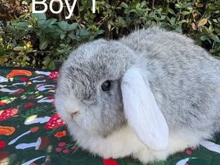 Mini Lop rabbits Mini lops baby rabbits ready to leave - Advert 8