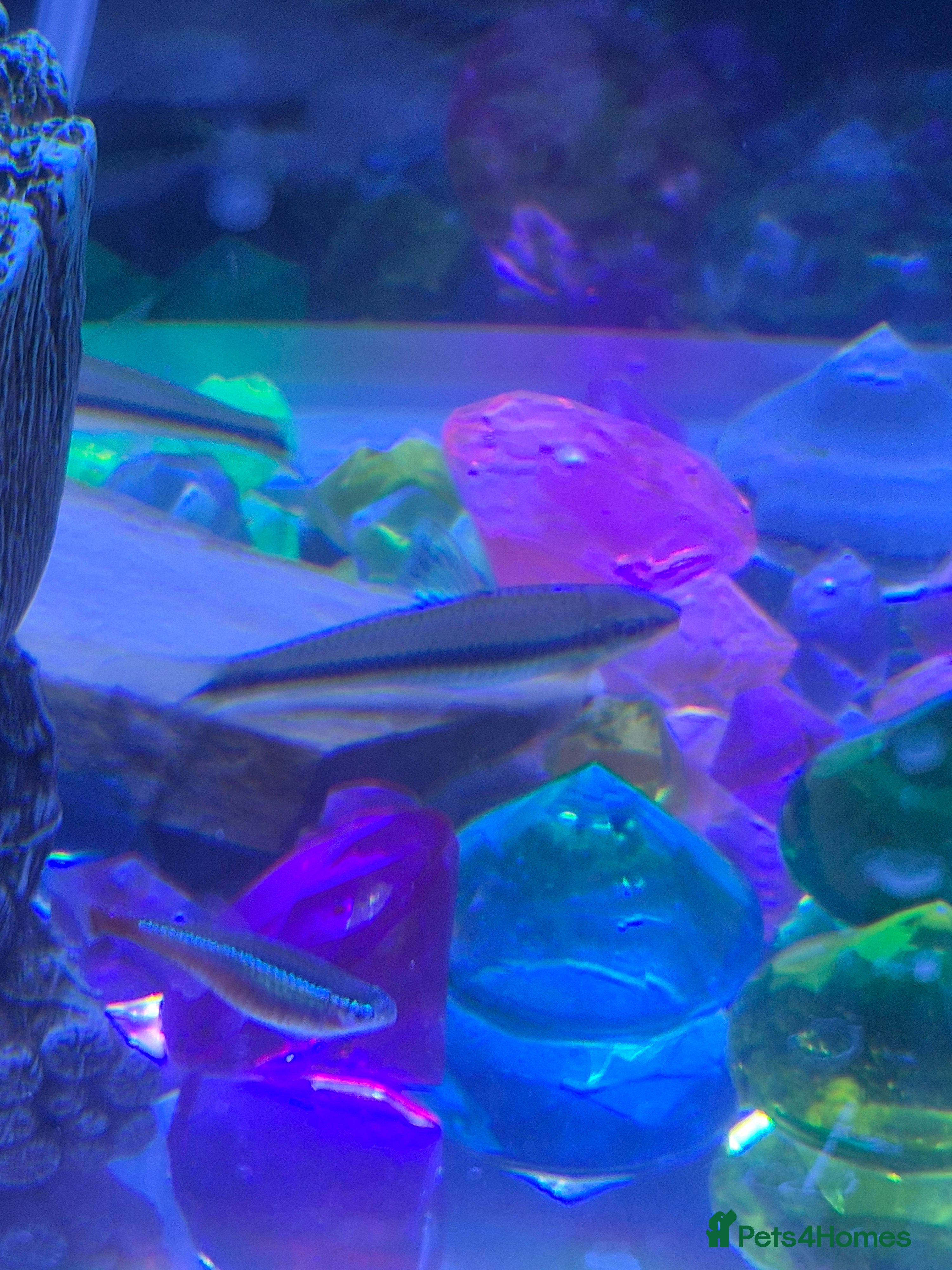 Other/Mixed Breed fish Siamese algae eating fish  in Bolton - Advert 1