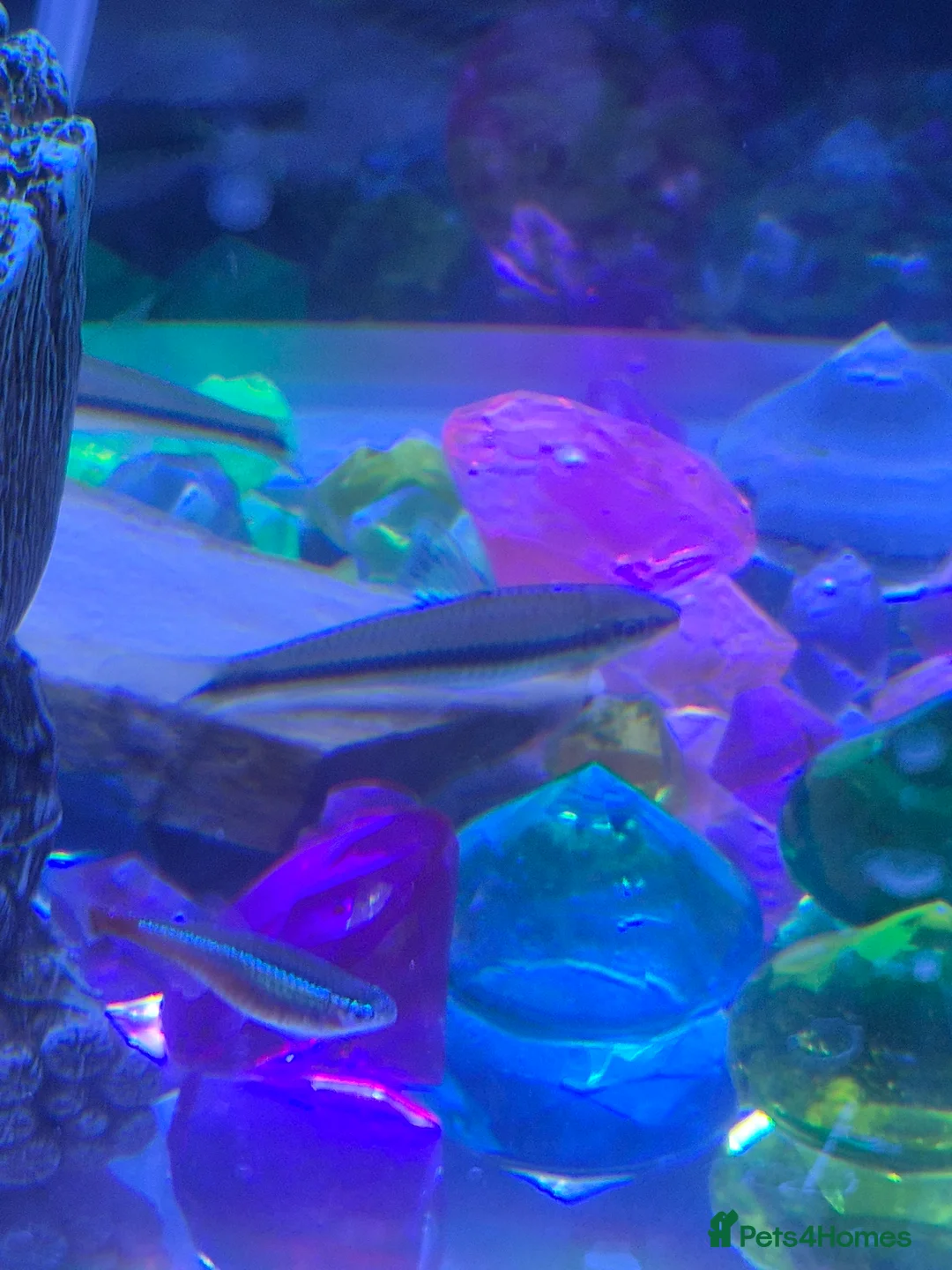 Other/Mixed Breed fish for sale: 5 Siamese algae eating fish  - Advert 1