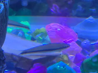 Other/Mixed Breed fish Siamese algae eating fish in Bolton - Advert 1