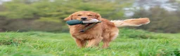 Golden Retriever dogs for stud: Fully Health Tested Show/Working Golden Retriever  - Advert 3