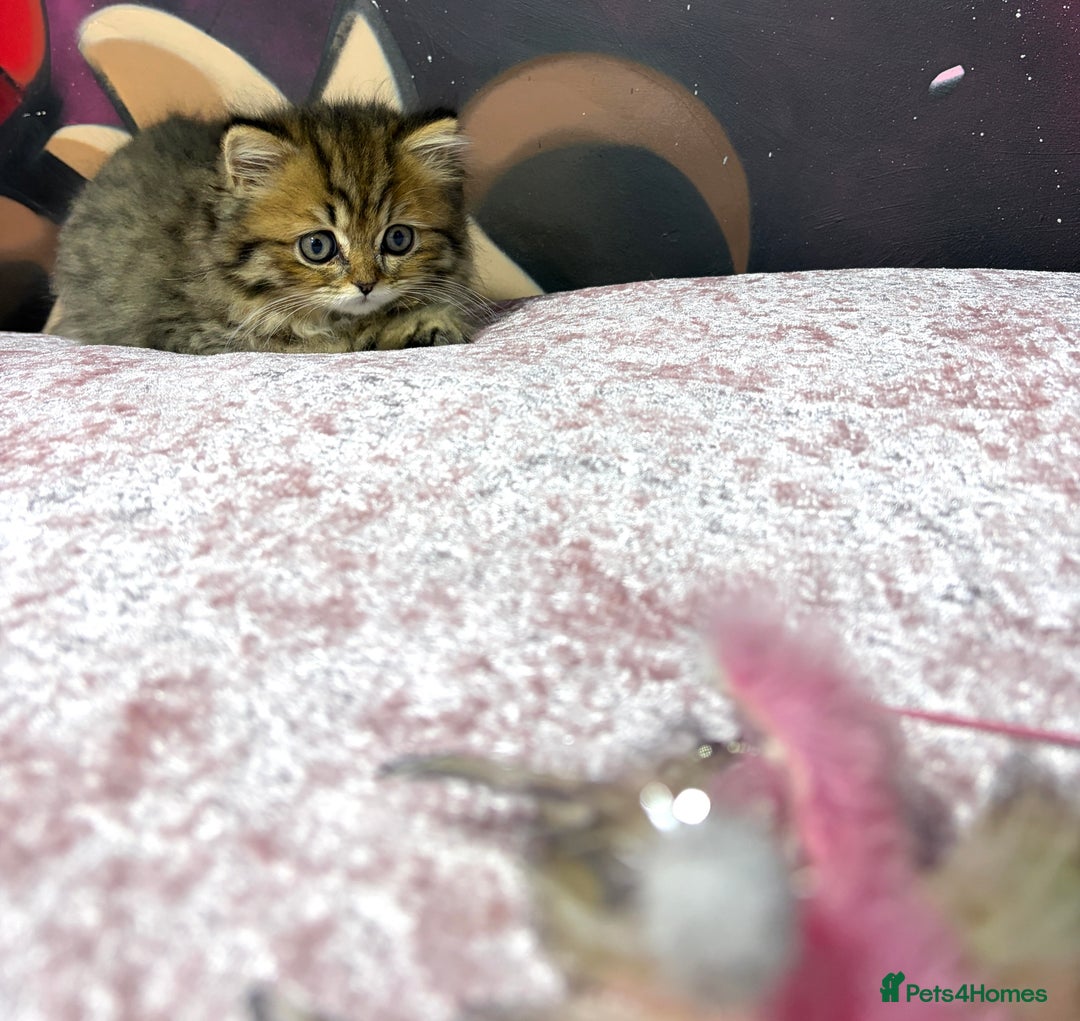 Mixed Breed cats for sale: British long hair X Chinchilla long hair - Advert 13