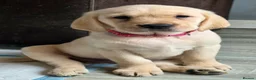 Goldador dogs for sale: Adorable Goldadors waiting for new homes !! - Advert 12